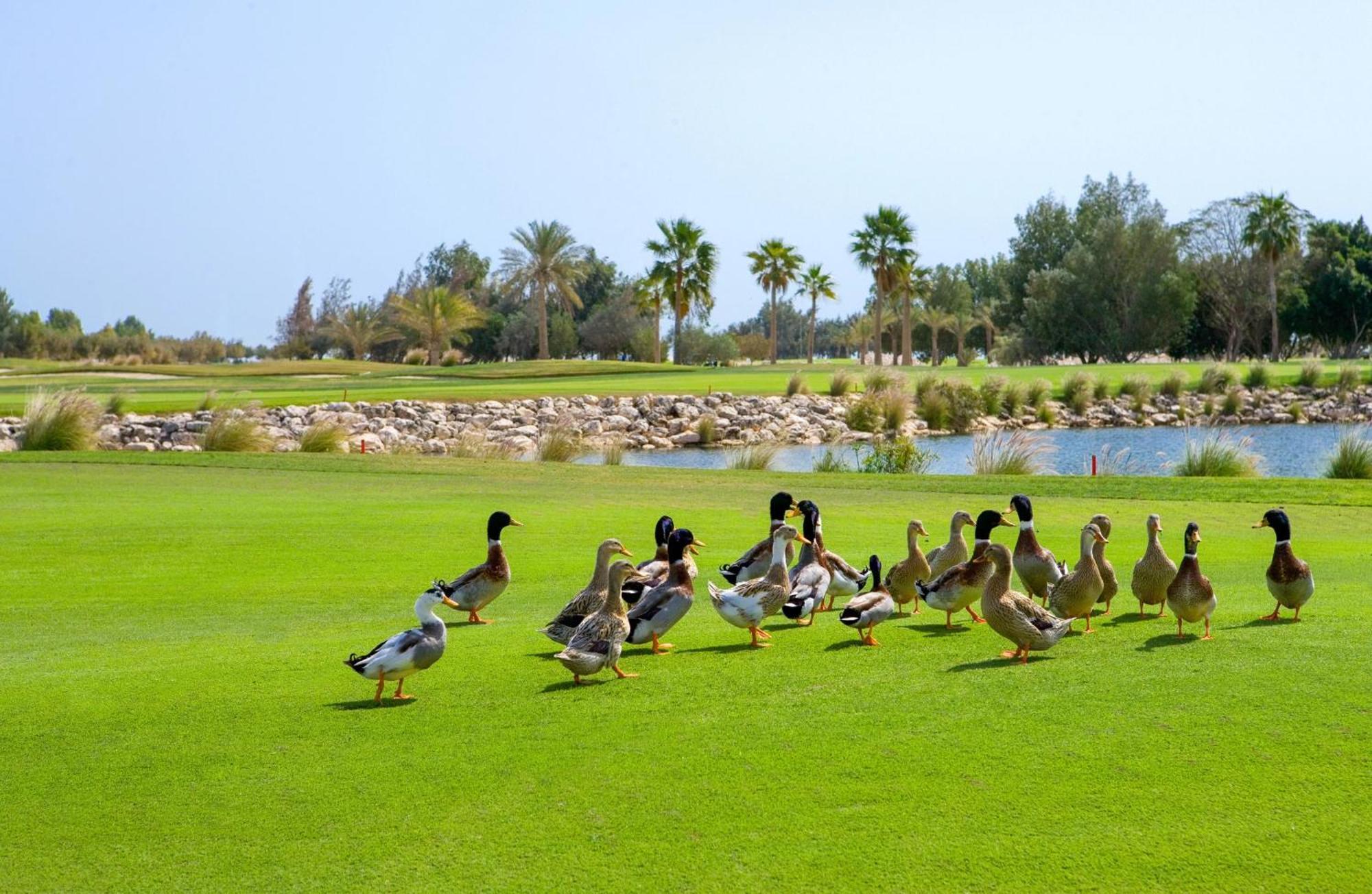Velero Hotel Doha Lusail Eksteriør bilde Ducks at the golf course